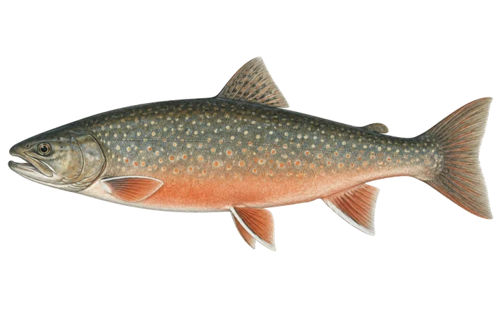 چار قطبی (Salvelinus alpinus)
