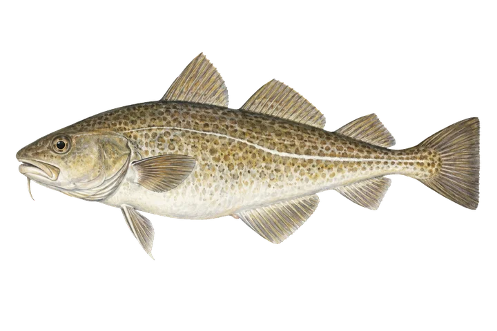 আটলান্টিক কড (Gadus morhua)