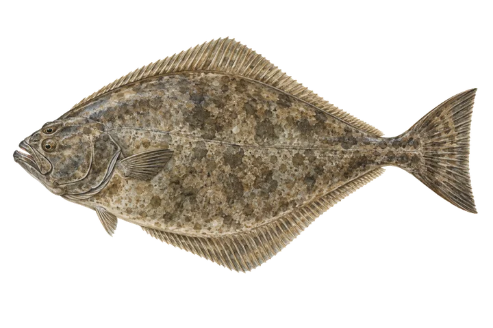 Heilbutt (Hippoglossus hippoglossus)