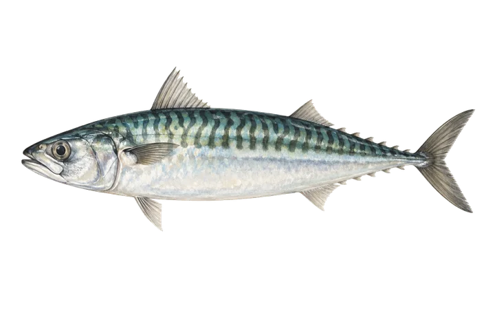 Verat (Scomber scombrus)