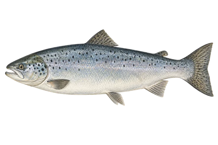 Salmón atlántico (Salmo salar)