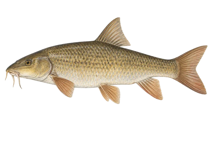 Вусач (Barbus barbus)