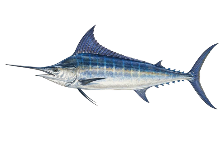 Modri marlin (Makaira nigricans)