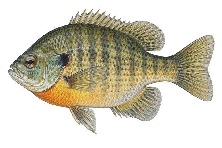 Perca sol (Lepomis macrochirus)