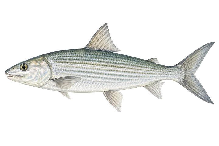 Μπόουνφις (Albula vulpes)