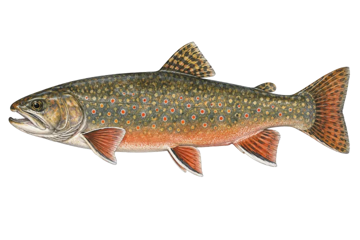 Pstrąg źródlany (Salvelinus fontinalis)