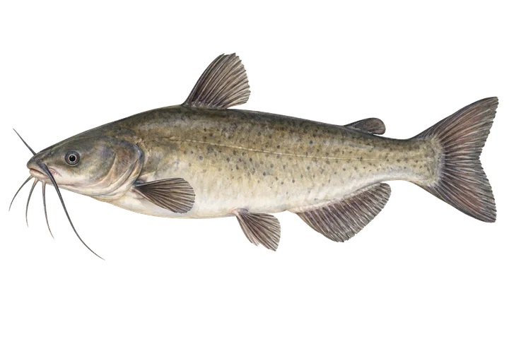 Kanal yayını (Ictalurus punctatus)
