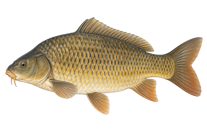 Kapr obecný (Cyprinus carpio)