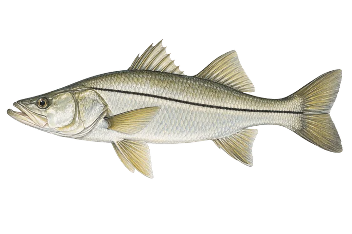 Robalo obecný (Centropomus undecimalis)