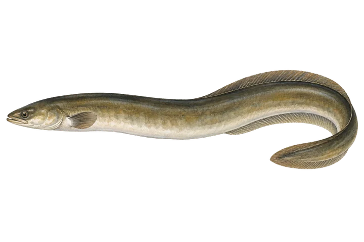 Anguila europea (Anguilla anguilla)