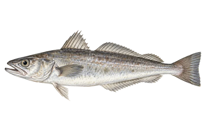 Хек (Merluccius merluccius)