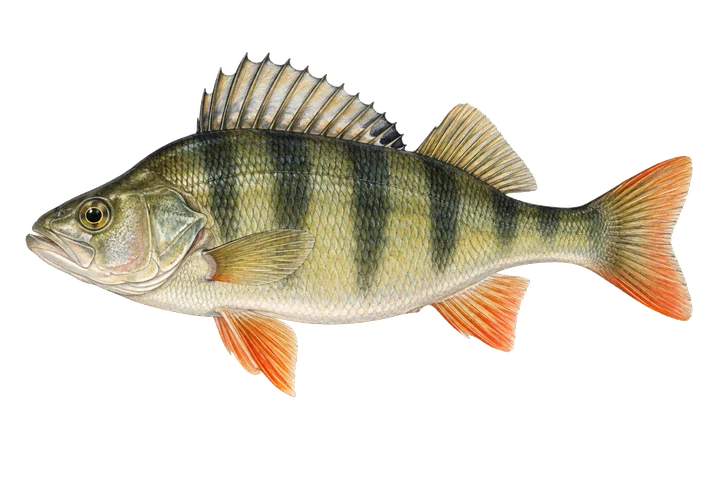 Perca europea (Perca fluviatilis)