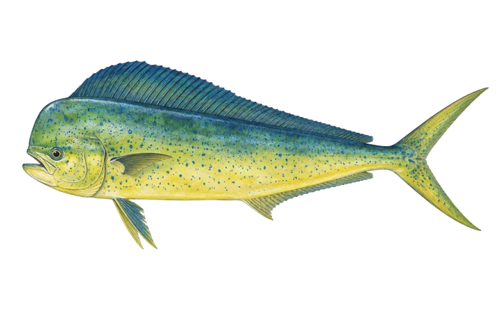 ماہی ماہی (Coryphaena hippurus)
