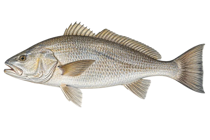 Reig (Argyrosomus regius)