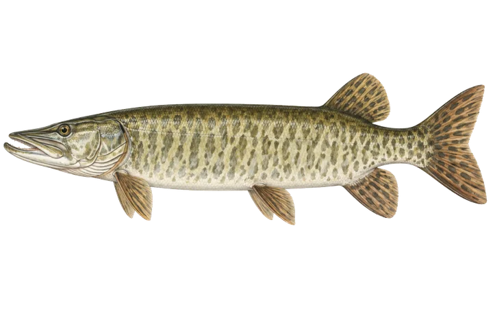 మస్కెలంజ్ (Esox masquinongy)