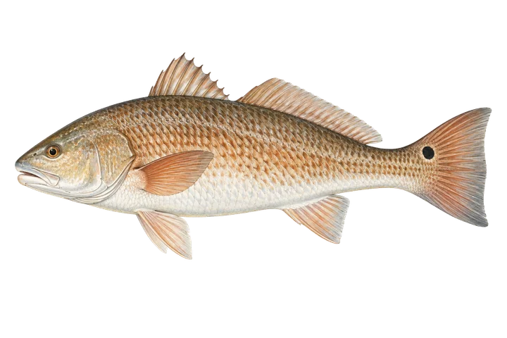 Smuha červená (Sciaenops ocellatus)