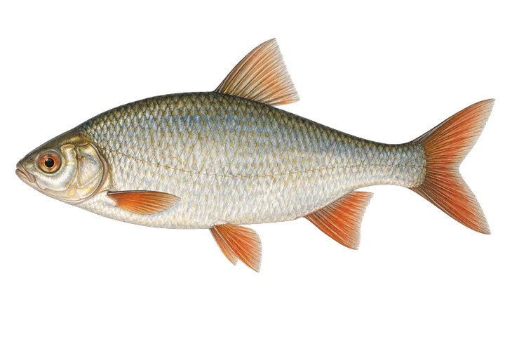 Skalle (Rutilus rutilus)
