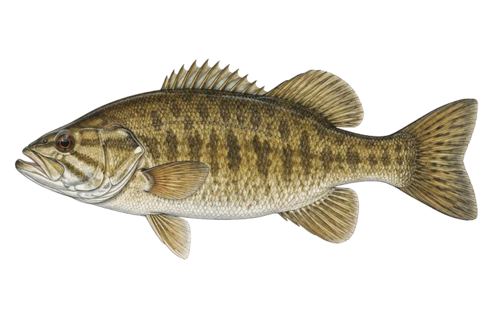 ปลาแบสปากเล็ก (Micropterus dolomieu)