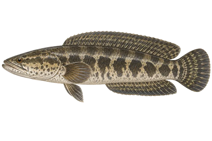 Hadohlavec (Channa spp.)