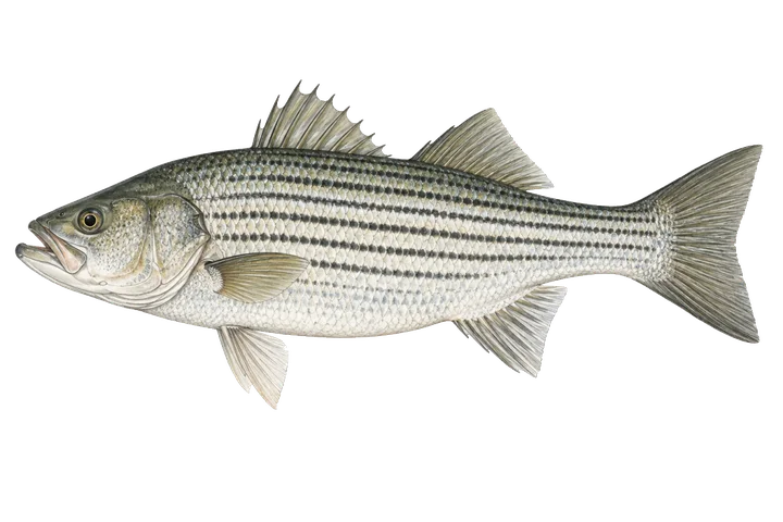 باس راه‌راه (Morone saxatilis)