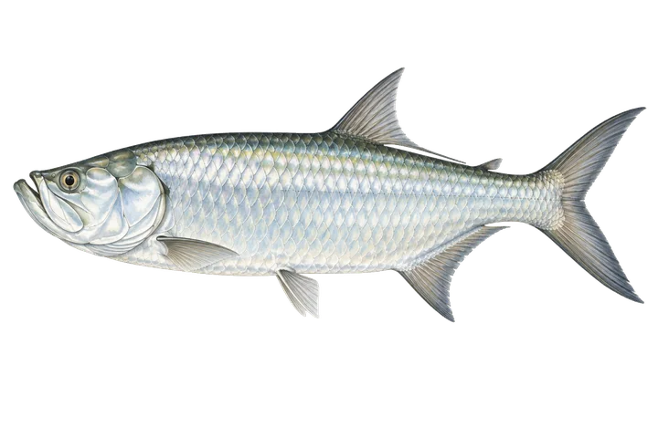 Tarpon atlantský (Megalops atlanticus)