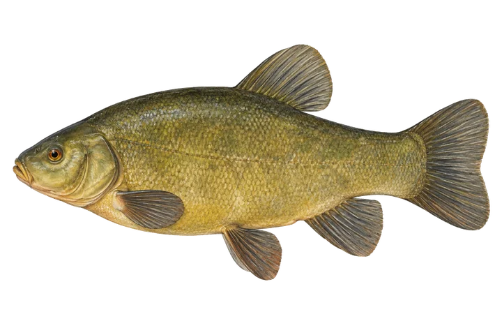 Tenca (Tinca tinca)