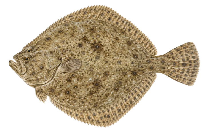 I-turbot (Scophthalmus maximus)