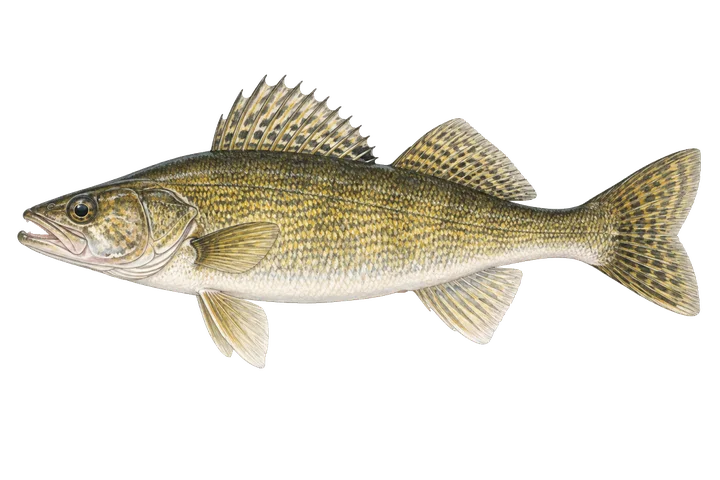 Lucioperca americana (Sander vitreus)