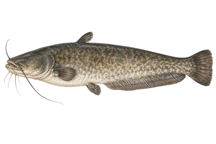 Сом (Silurus glanis)