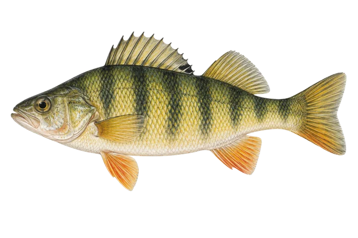سوف زرد (Perca flavescens)